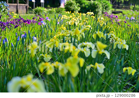 花ショウブ　群生 129000286