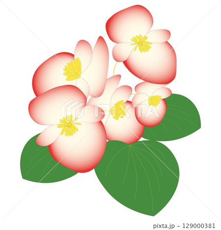 ベゴニア白赤 129000381