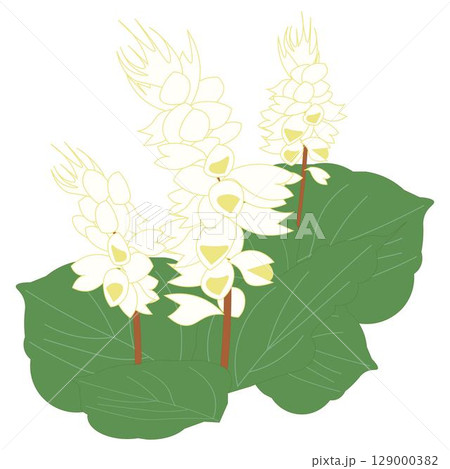 サルビア白 129000382