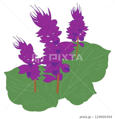サルビア紫 129000384