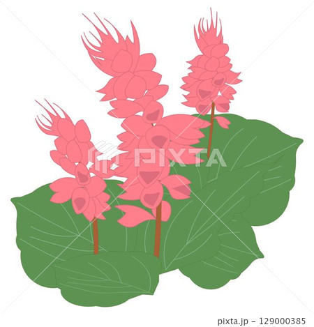 サルビアピンク 129000385