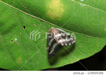 鱗粉が剥がれて黒地に白縞の半透明の羽模様が美しいベッコウハゴロモ成虫（自然環境下昆虫類マクロ撮影） 129000386