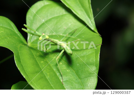 子供ながら立派に威嚇ポーズをとる全身若葉色のハラビロヘリカマキリ（自然環境下昆虫類マクロ撮影） 129000387