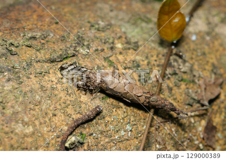樹上を求めて全身に屑をまとったミノガの幼虫が地を這う（日本アウトドアフィールド昆虫生態マクロ撮影） 129000389