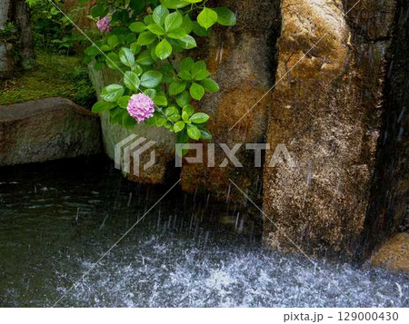 けいはんな記念公園の巨石群に落ちる滝と紫陽花 129000430