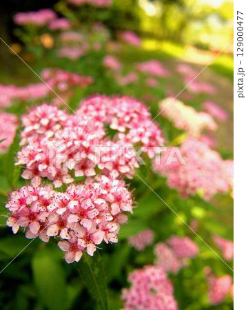 けいはんな記念公園に咲くシモツケの花 けいはんな記念公園に咲くシモツケの花 129000477