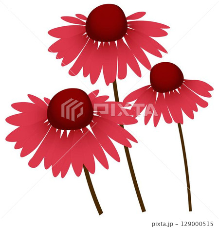 ルドベキア赤 ルドベキア赤 129000515