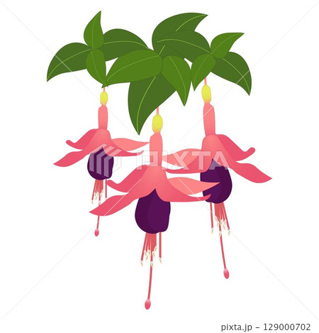 フクシアピンク紫 129000702