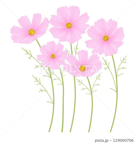 コスモスベビーピンク 129000706