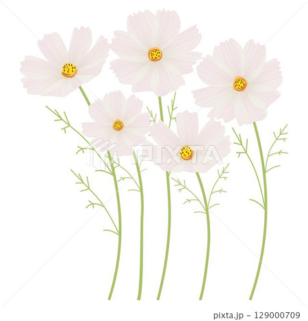 コスモス白 129000709