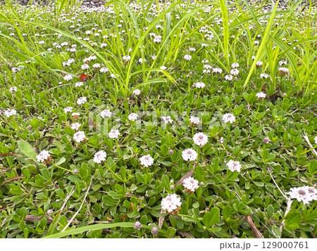 イワダレソウ 129000761