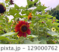 ヒマワリ 129000762
