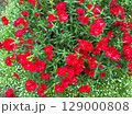 ナデシコ 129000808