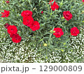 ナデシコ 129000809