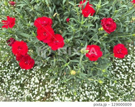 ナデシコ 129000809