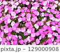 ニチニチソウ 129000908