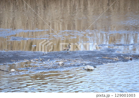川の浅瀬を歩くツグミ 129001003