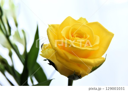 清らかな黄色いバラ・薔薇 清らかな黄色いバラ・薔薇 129001031