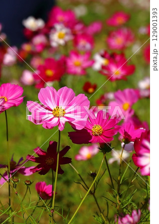 色鮮やかなコスモス 129001393