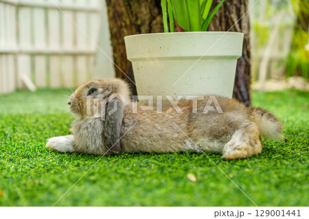 rabbit resting in garden rabbit resting in garden 129001441