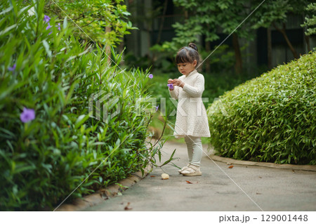 happy toddler girl in white dress with Ruellia simplex or Mexican petunia flower in garden happy toddler girl in white dress with Ruellia simplex or Mexican petunia flower in garden 129001448