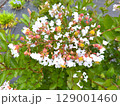 サルスベリ 129001460
