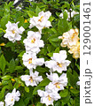 くちなしの花 129001461
