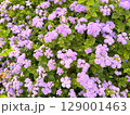 アゲラタム 129001463