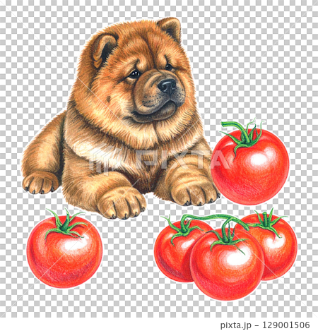 鮮紅的番茄和鬆獅犬彩色鉛筆插圖1/傳單和海報材料 129001506