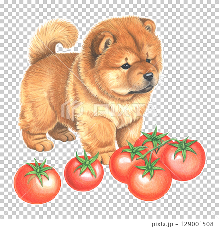 鮮紅的番茄和鬆獅犬彩色鉛筆插圖3/傳單和海報材料 129001508