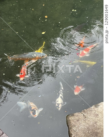 池を泳ぐ鯉 池を泳ぐ鯉 129001649