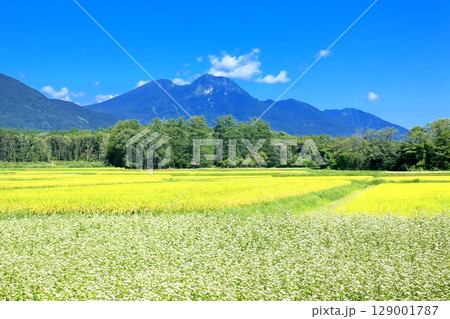 信濃町のそば畑 129001787