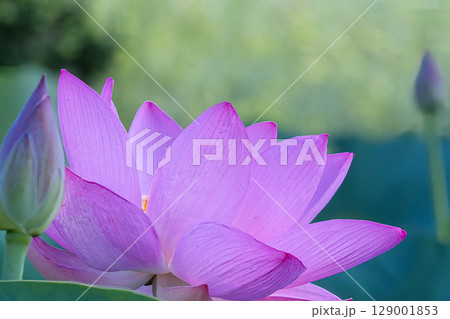 ピンクの蓮の花 ピンクの蓮の花 129001853