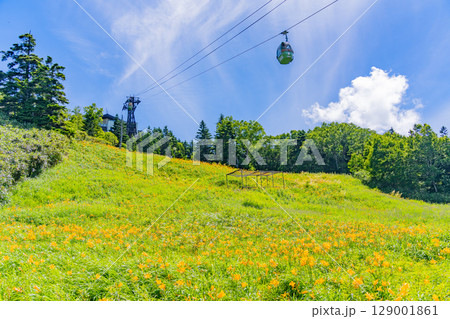 【長野県】志賀高原・東館山スキー場の斜面に咲くニッコウキスゲ(東館山高山植物園) 【長野県】志賀高原・東館山スキー場の斜面に咲くニッコウキスゲ(東館山高山植物園) 129001861