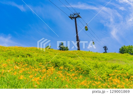 【長野県】志賀高原・東館山スキー場の斜面に咲くニッコウキスゲ（東館山高山植物園） 129001869