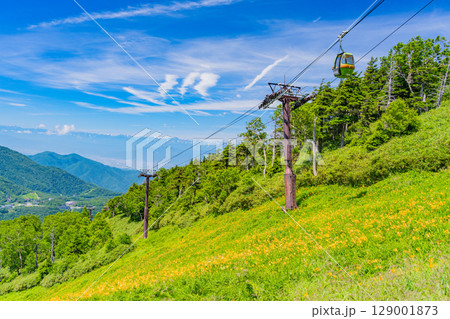 【長野県】志賀高原・東館山スキー場の斜面に咲くニッコウキスゲ（東館山高山植物園） 129001873