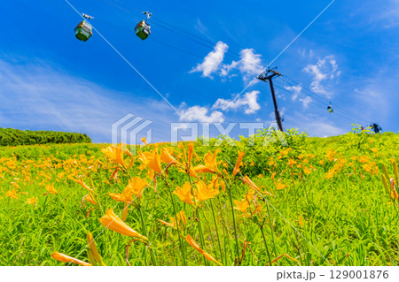 【長野県】志賀高原・東館山スキー場の斜面に咲くニッコウキスゲ（東館山高山植物園） 129001876