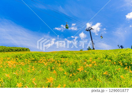 【長野県】志賀高原・東館山スキー場の斜面に咲くニッコウキスゲ（東館山高山植物園） 129001877