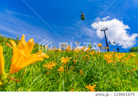 【長野県】志賀高原・東館山スキー場の斜面に咲くニッコウキスゲ（東館山高山植物園） 129001879