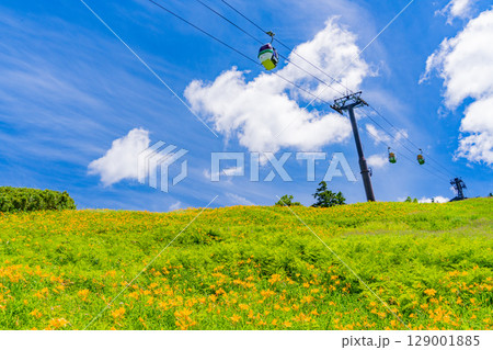 【長野県】志賀高原・東館山スキー場の斜面に咲くニッコウキスゲ（東館山高山植物園） 129001885