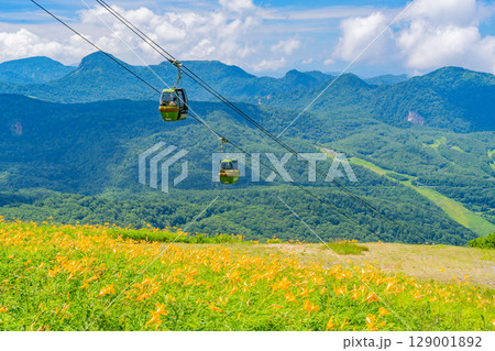 【長野県】志賀高原・東館山スキー場の斜面に咲くニッコウキスゲ(東館山高山植物園) 【長野県】志賀高原・東館山スキー場の斜面に咲くニッコウキスゲ(東館山高山植物園) 129001892