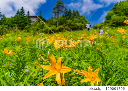 【長野県】志賀高原・東館山スキー場の斜面に咲くニッコウキスゲ（東館山高山植物園） 129001896