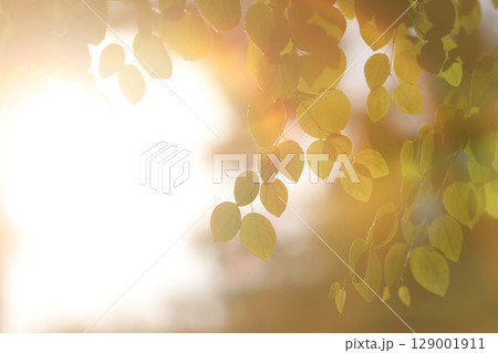 The morning sunlight shining brightly through the trees in the forest, the green leaves, a beautiful natural background for comfortable relaxation and healing. The morning sunlight shining brightly through the trees in the forest, the green leaves, a beautiful natural background for comfortable relaxation and healing. 129001911