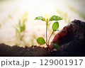 Farmer's hands planting organic sprout seedlings in field, fresh crops and fertile soil background on farm 129001917