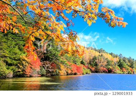 白駒池の紅葉 129001933
