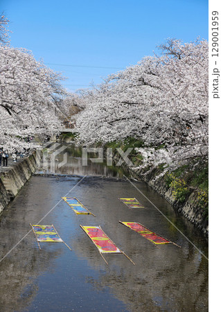 桜　岩倉市　桜まつり　五条川　愛知県 129001959