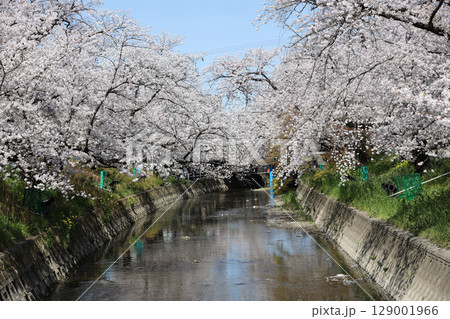 桜 岩倉市 桜まつり 五条川 愛知県 桜 岩倉市 桜まつり 五条川 愛知県 129001966