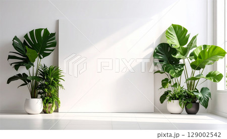 自然光が差し込む白い壁と観葉植物のミニマルモックアップ背景、インテリアに映える清潔感ある空間構成 自然光が差し込む白い壁と観葉植物のミニマルモックアップ背景、インテリアに映える清潔感ある空間構成 129002542