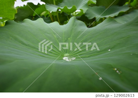 蓮の葉、夏 蓮の葉、夏 129002613