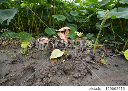 蓮の葉、夏 129002616